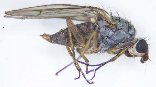 Réf. 179 592 : Tephrochlamys rufiventris